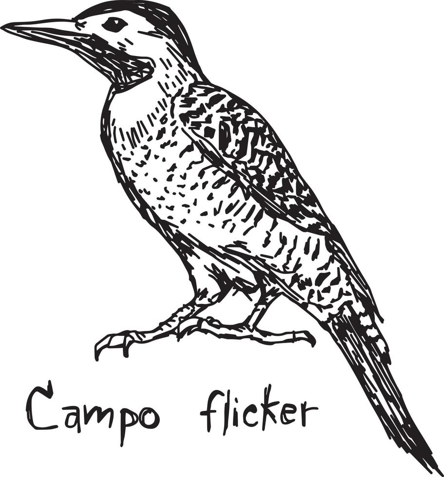 Campo flicker - vector illustration sketch hand drawn