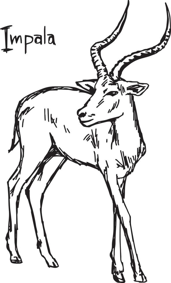 Impala - vector illustration sketch hand drawn