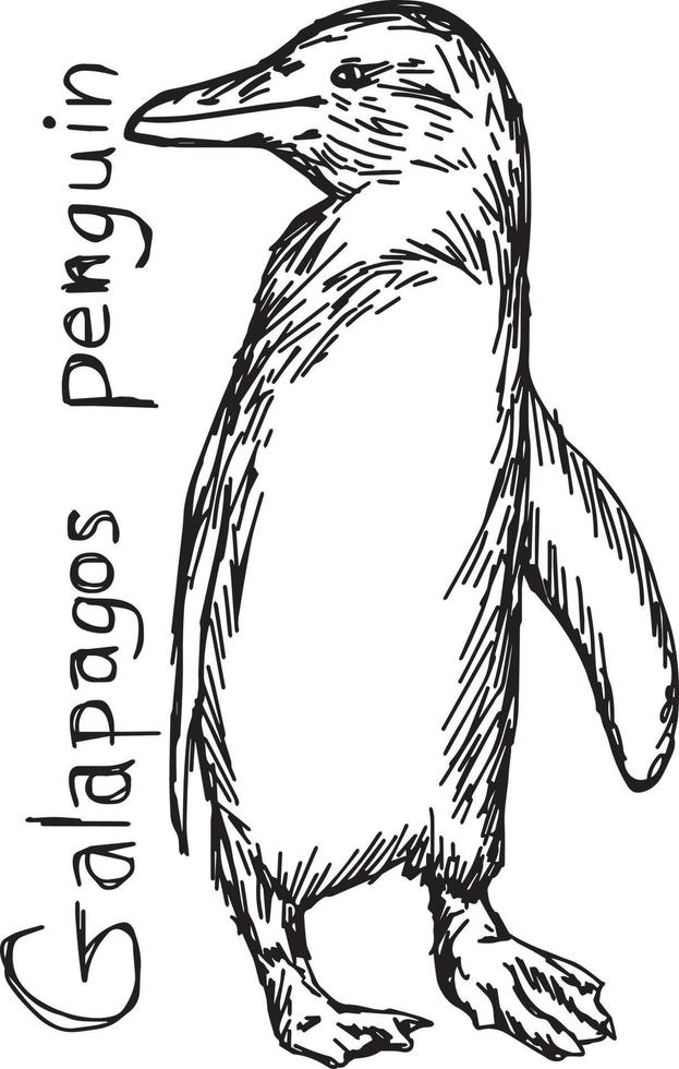 Galapagos penguin - vector illustration sketch hand drawn