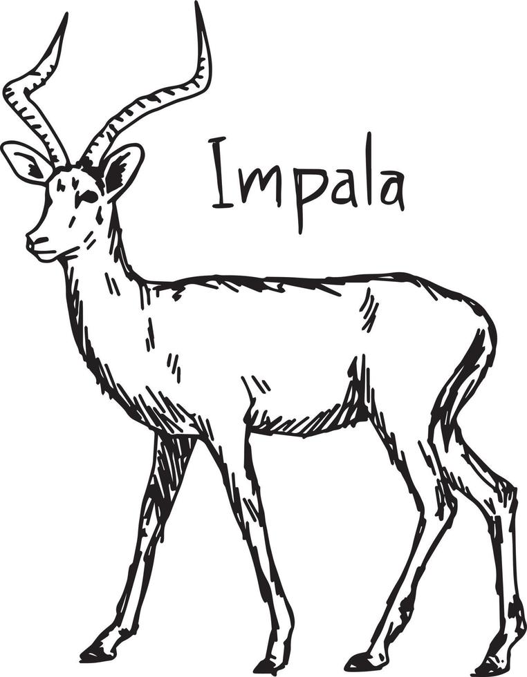 impala - ilustración vectorial boceto dibujado a mano vector