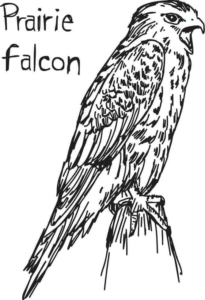 halcón de la pradera - ilustración vectorial boceto dibujado a mano vector