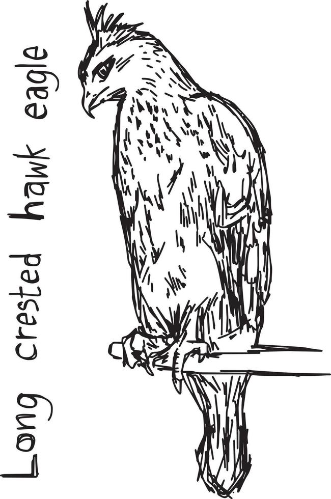 Long-crested eagle bird - vector illustration sketch