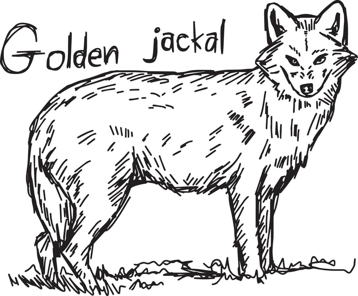 golden jackal - vector illustration sketch hand drawn