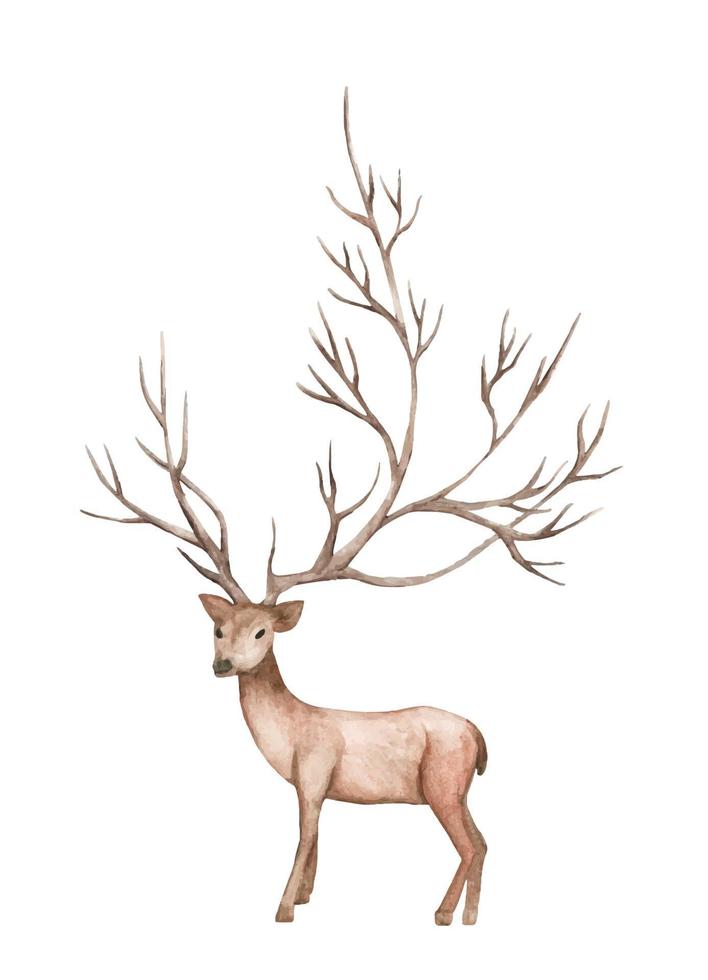 Deer, mountain tree branch. Watercolor illustration. vector