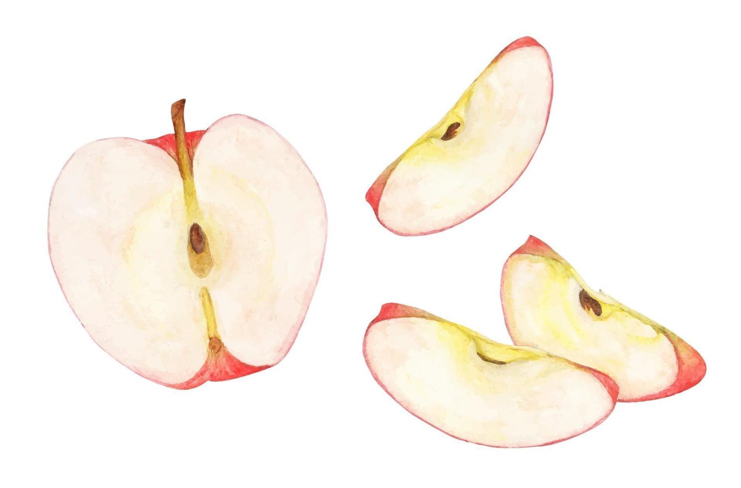 Watercolor Group of ripe red apples. Fruit illustration. vector