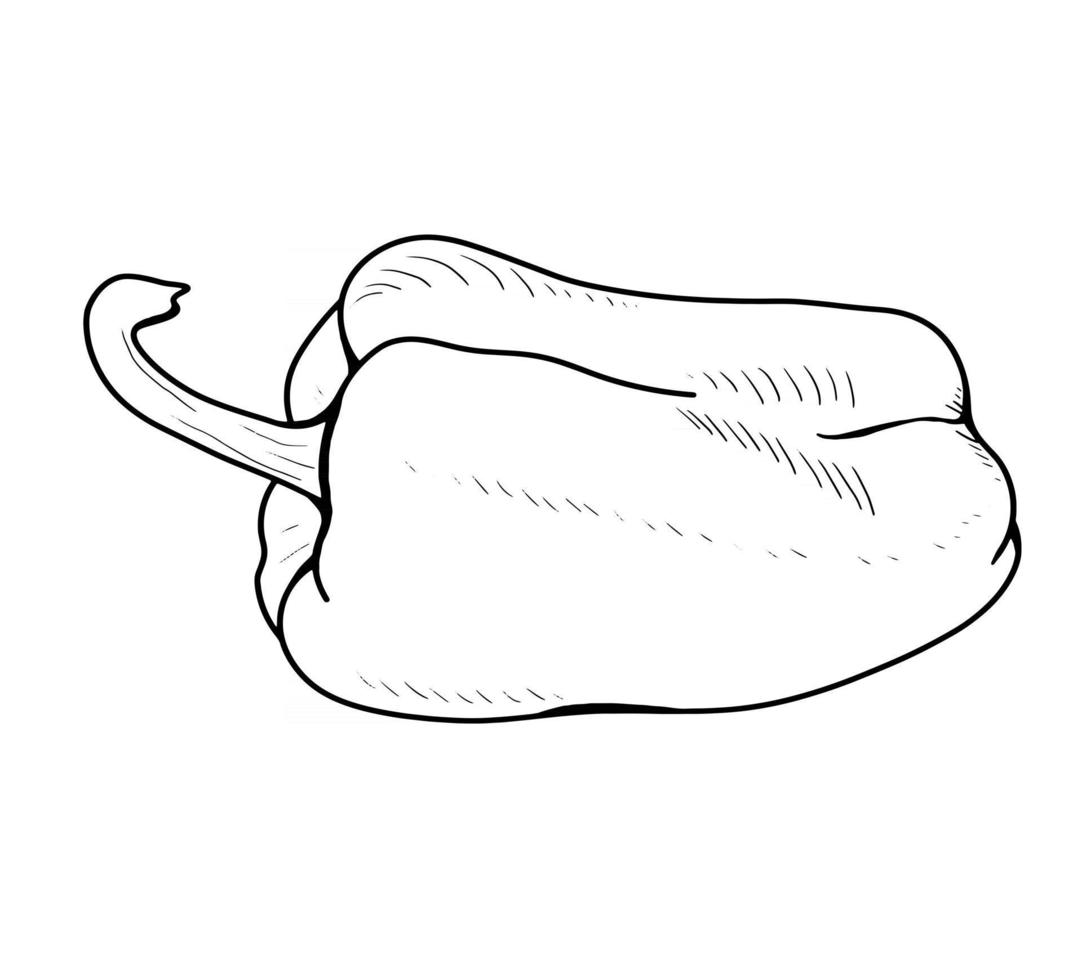 Contour drawing of bell pepper. vector