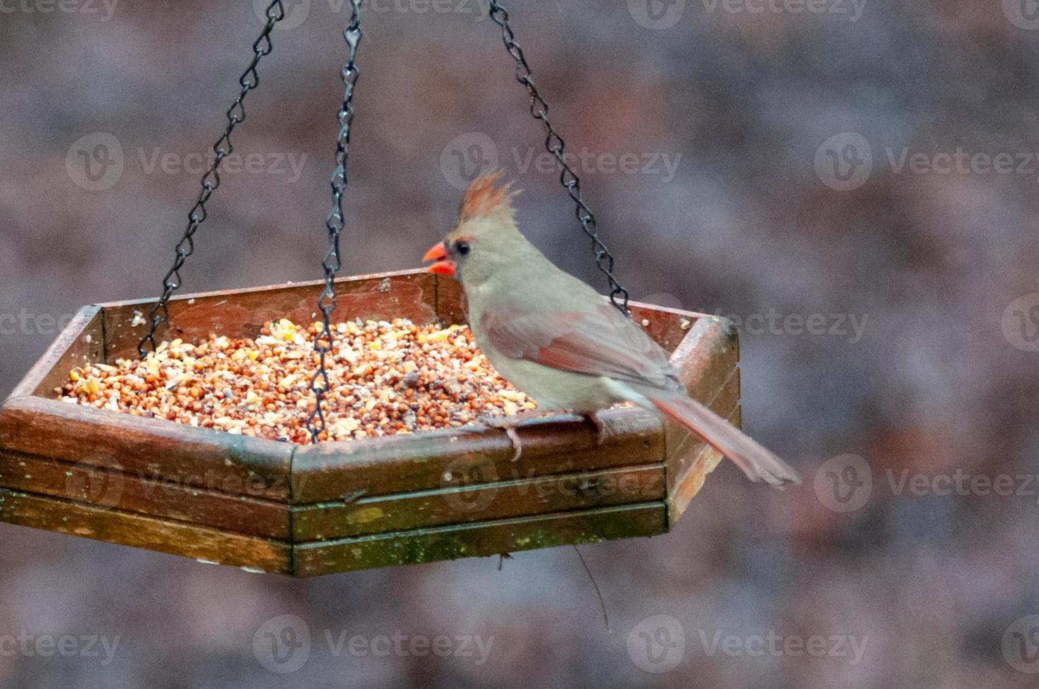 Cardenal alimentándose en el comedero para pájaros en Carolina foto