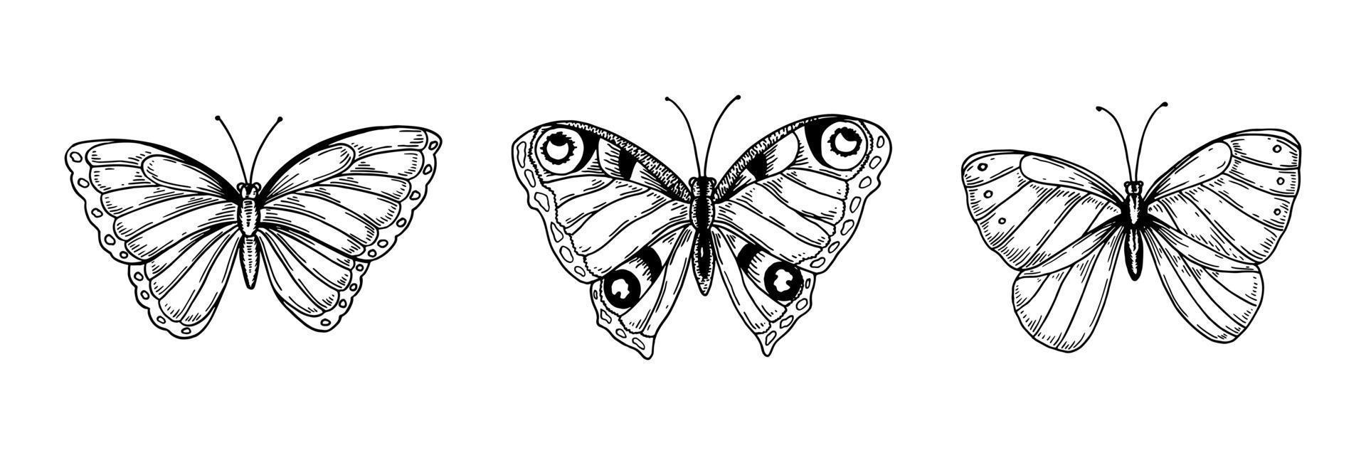 conjunto de mariposas dibujadas a mano vector