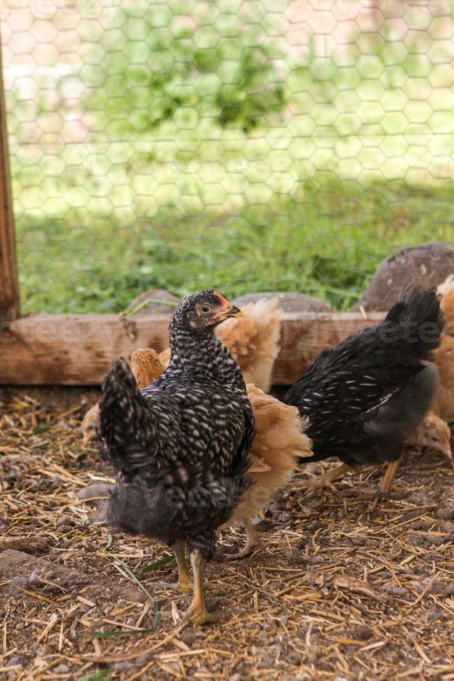 pollos jóvenes en un gallinero foto