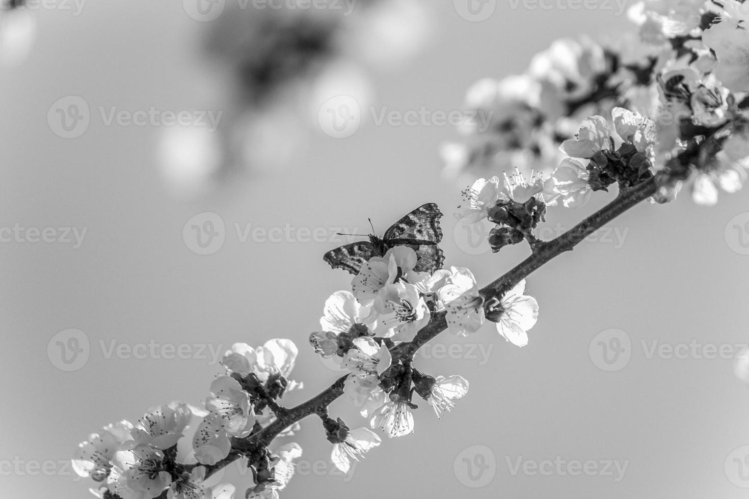 butterfly on branch with apricot blossoms in black and white photo