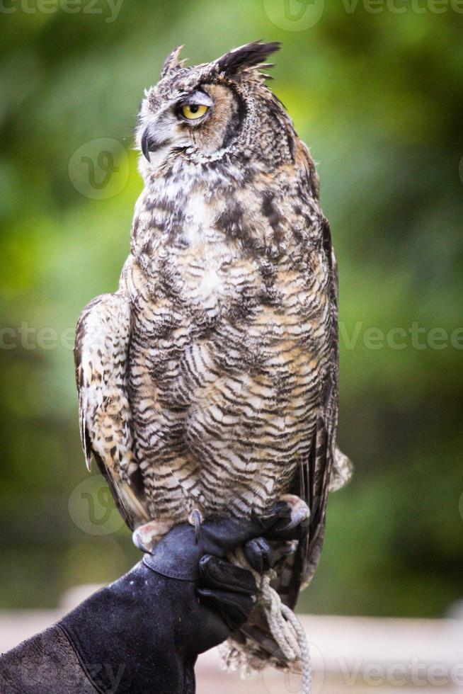 great horned owl photo