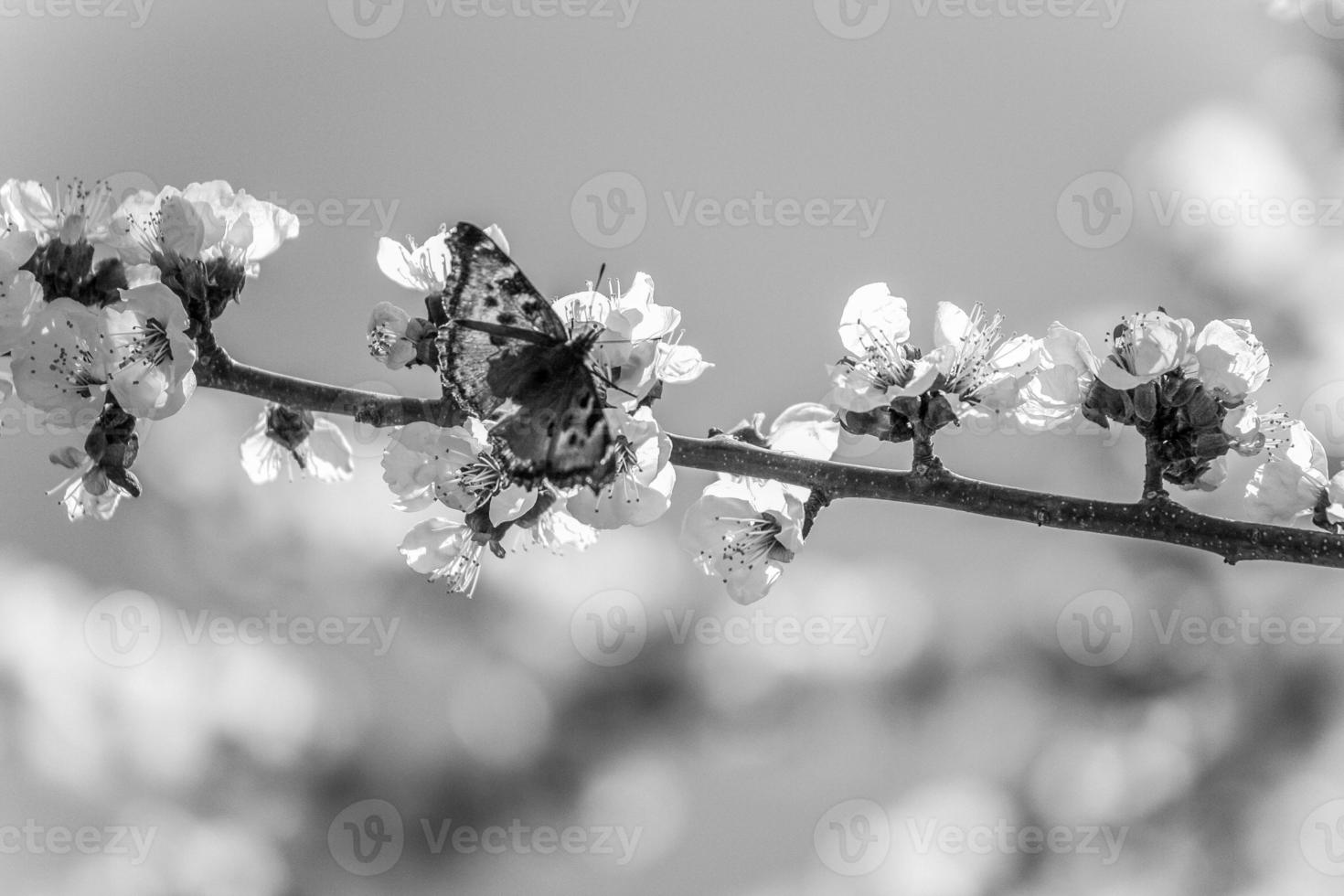 butterfly on a blossoming branch photo