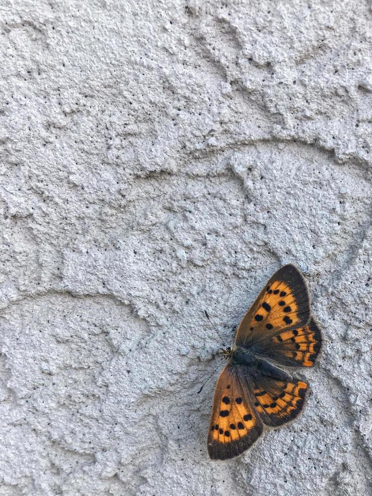 Butterfly on a concrete wall photo