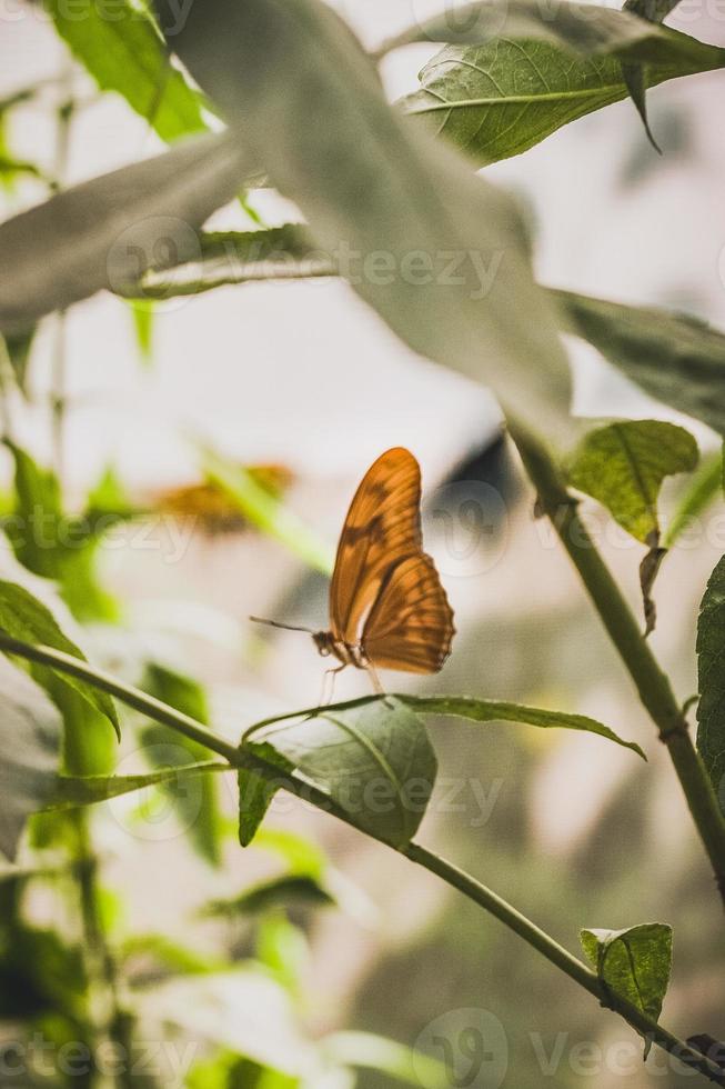 Mariposa naranja en la rama rodeada de hojas verdes foto