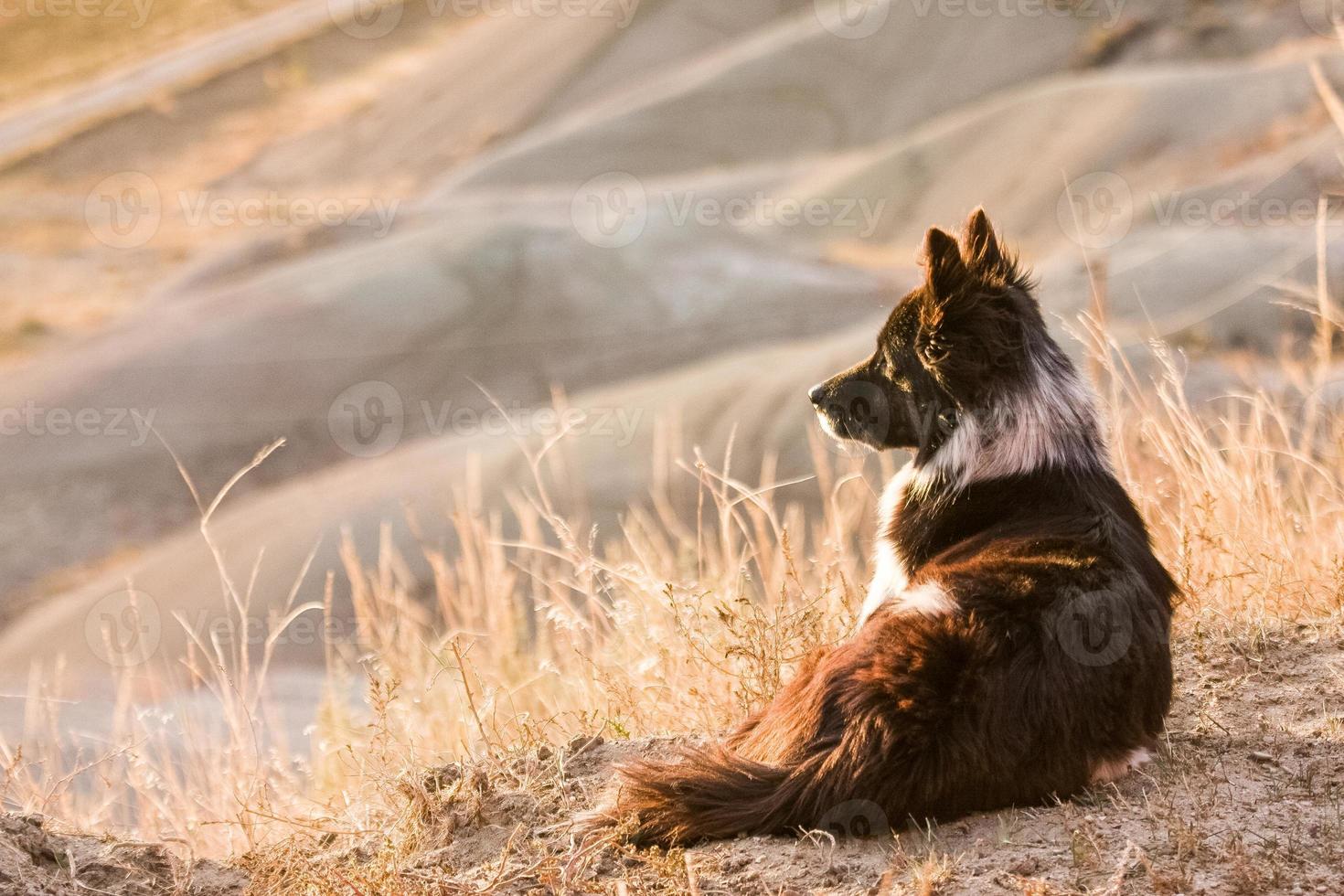 viejo perro de ganado en la pradera foto