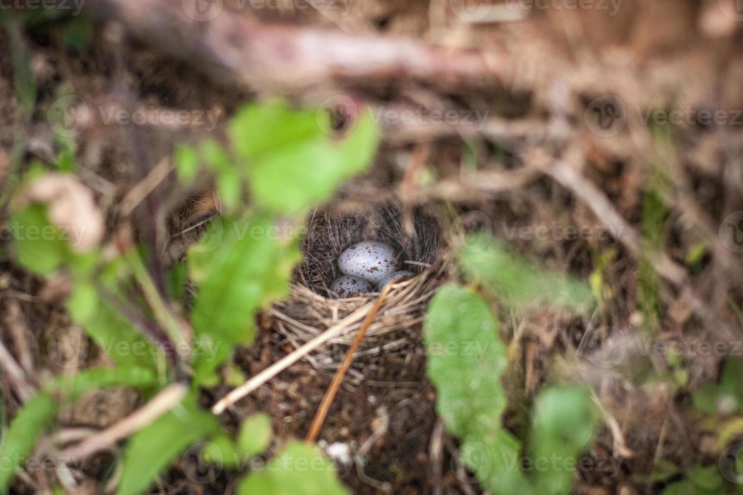 Hidden bird nest in bushes photo