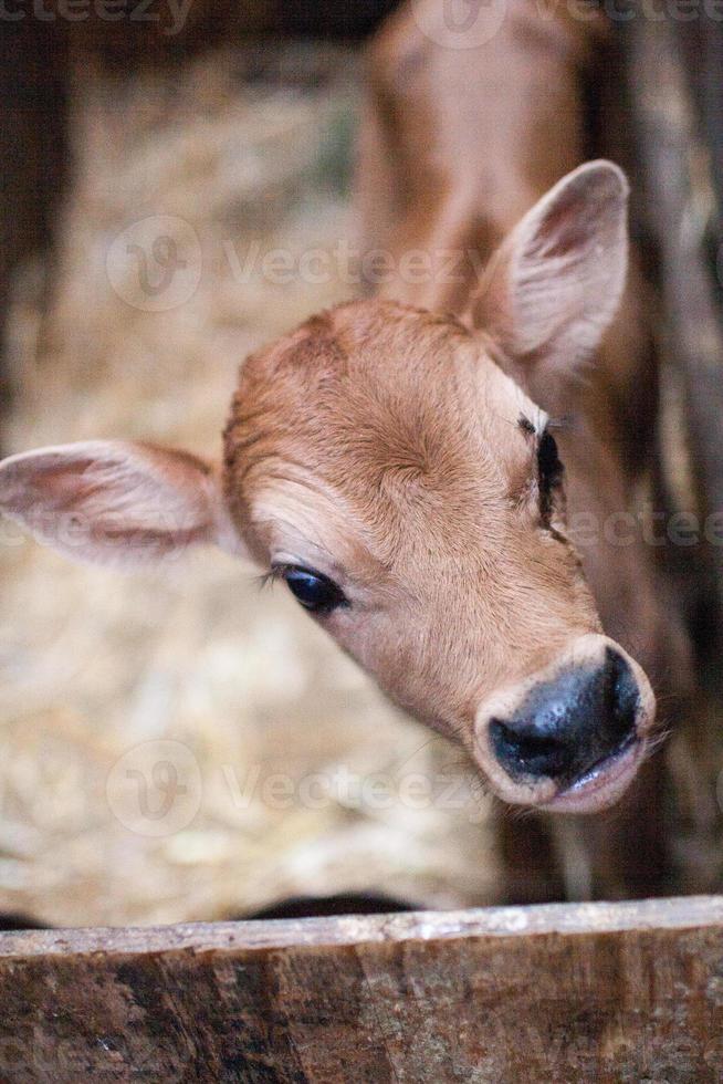 tan calf in a stall photo