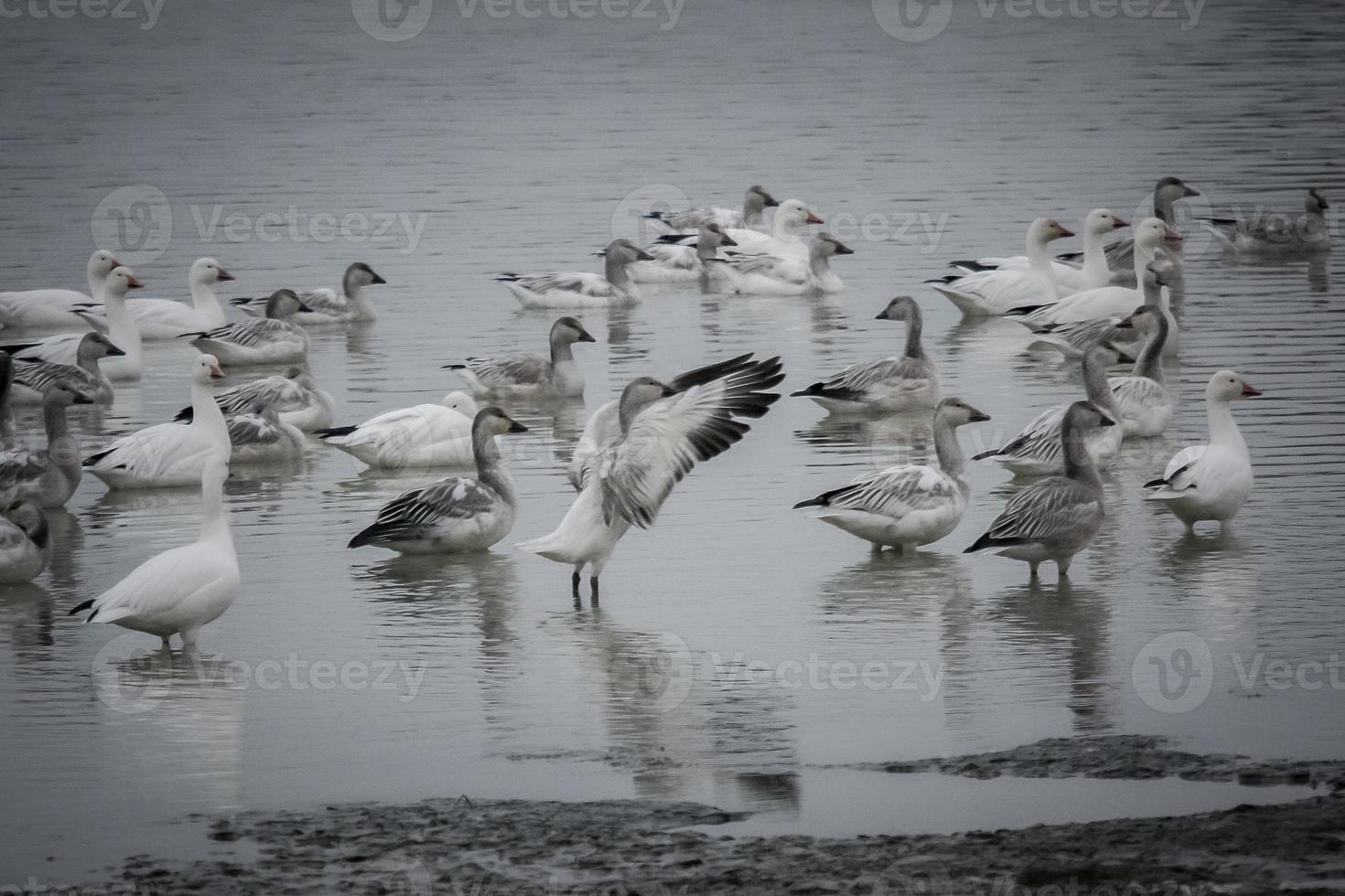 snow geese on a lake photo