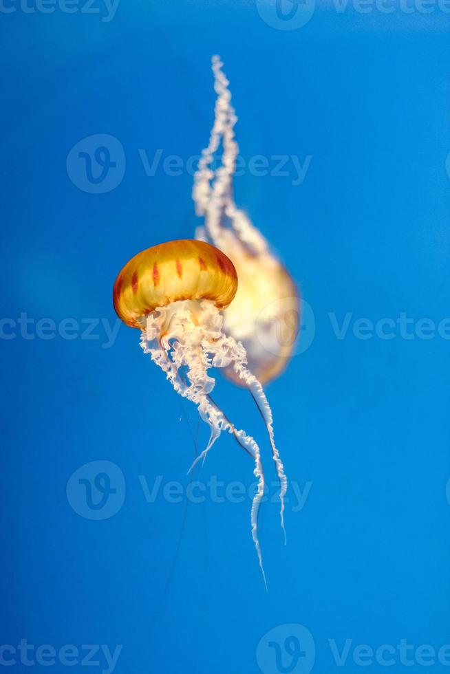 Floating stinging nettle jellyfish photo