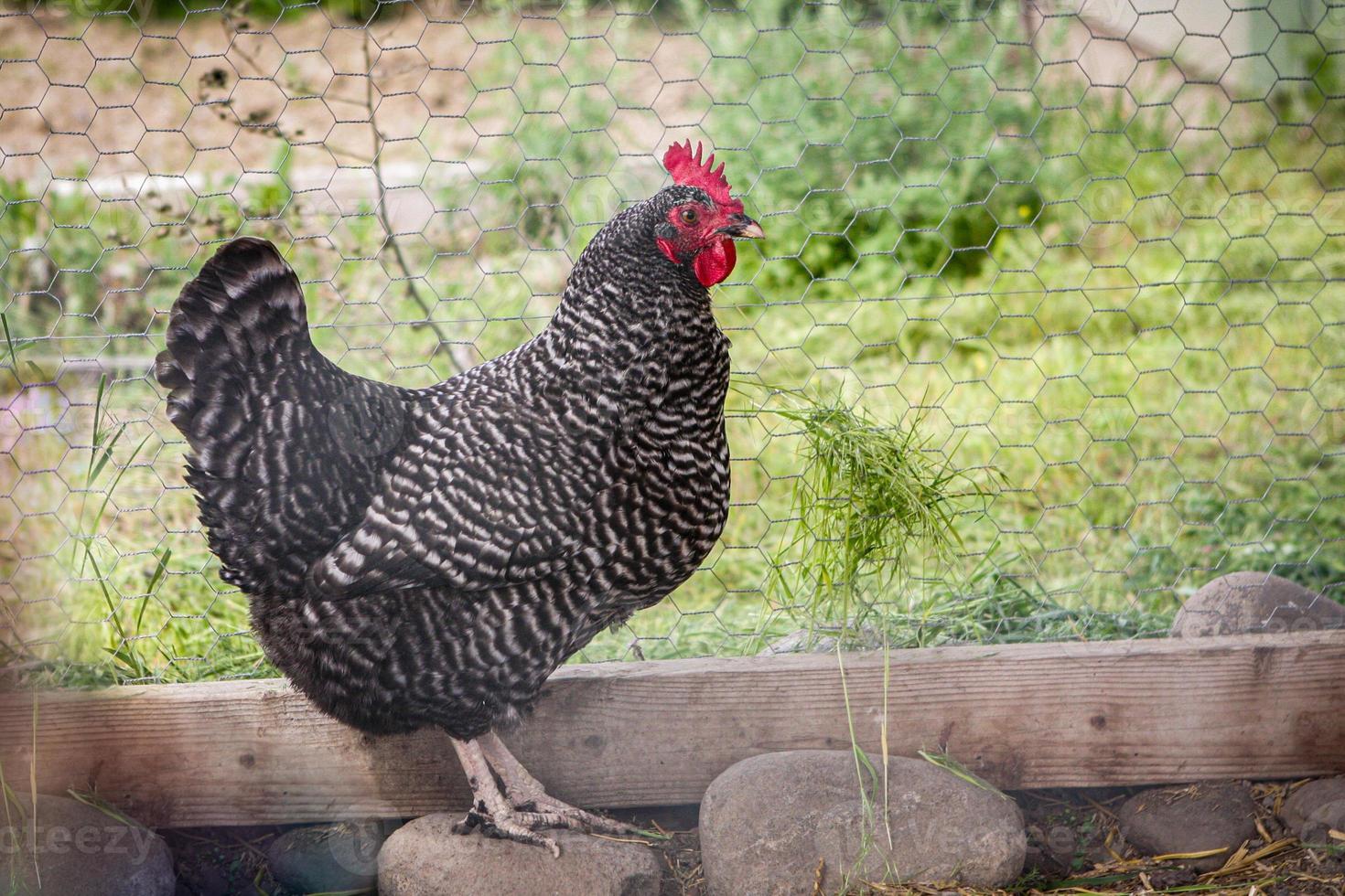 single hen in a chicken coop photo
