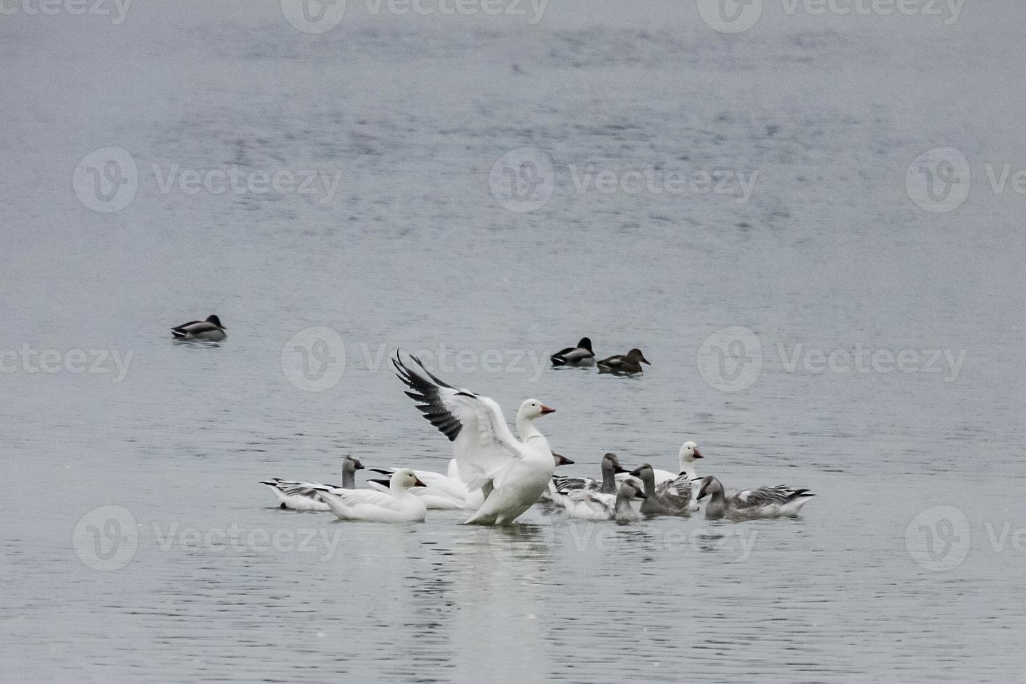 Goose in a group of geese on water with wings outstretched photo