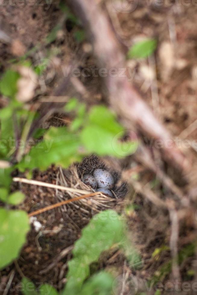 Hidden bird nest in bushes photo