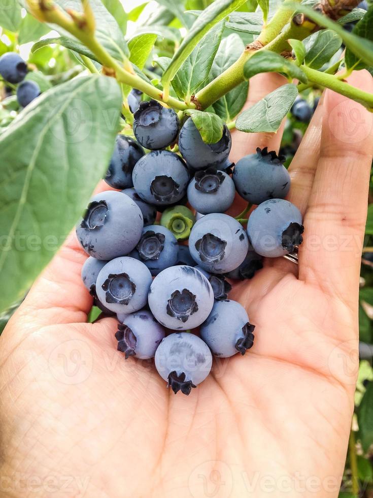 fresh picked blueberries photo