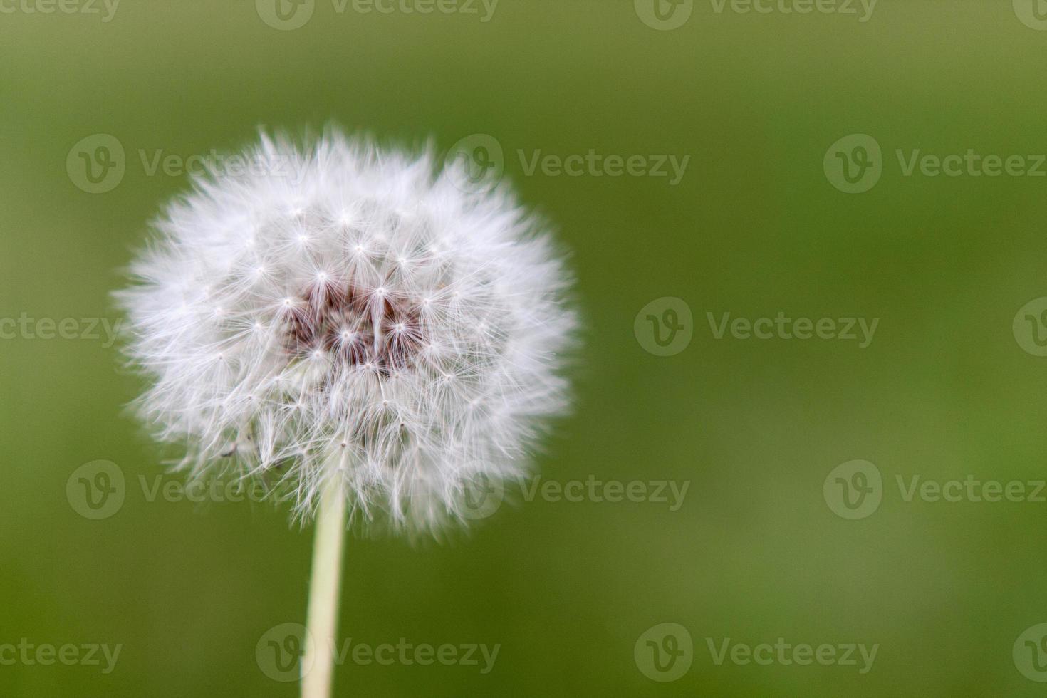 Single Dandelion close up photo