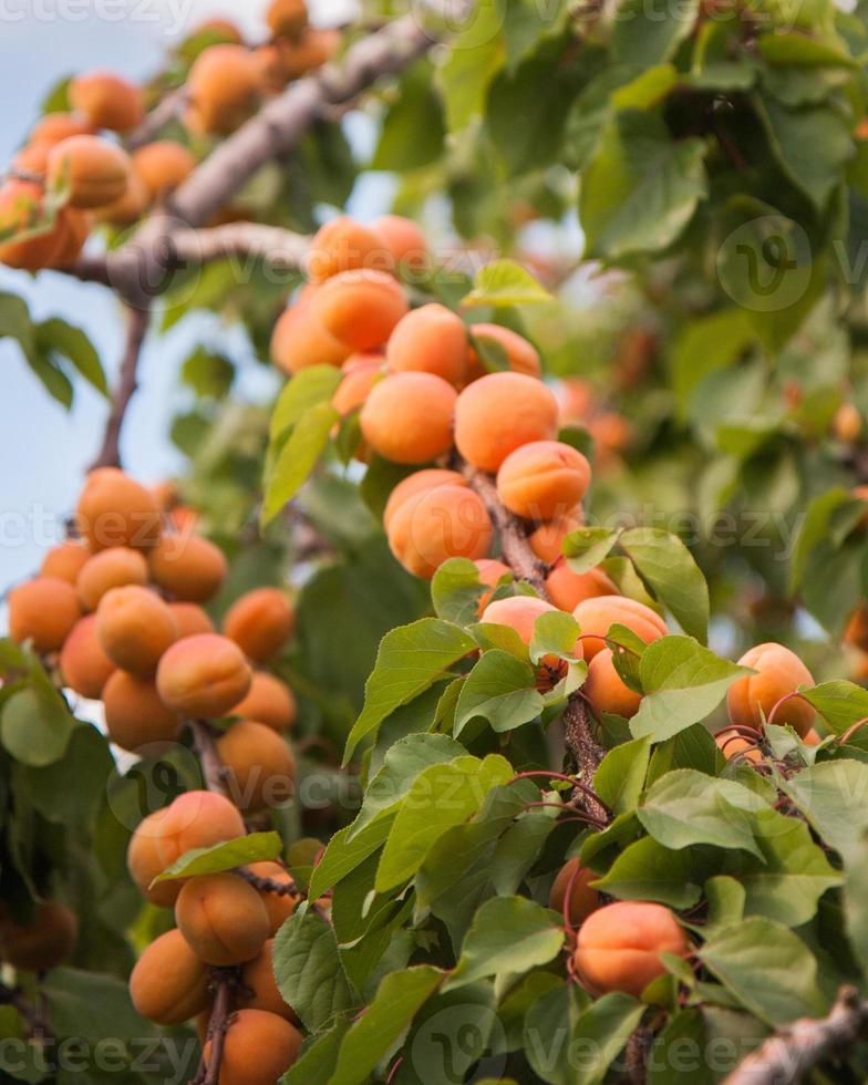 branches loaded with apricots photo