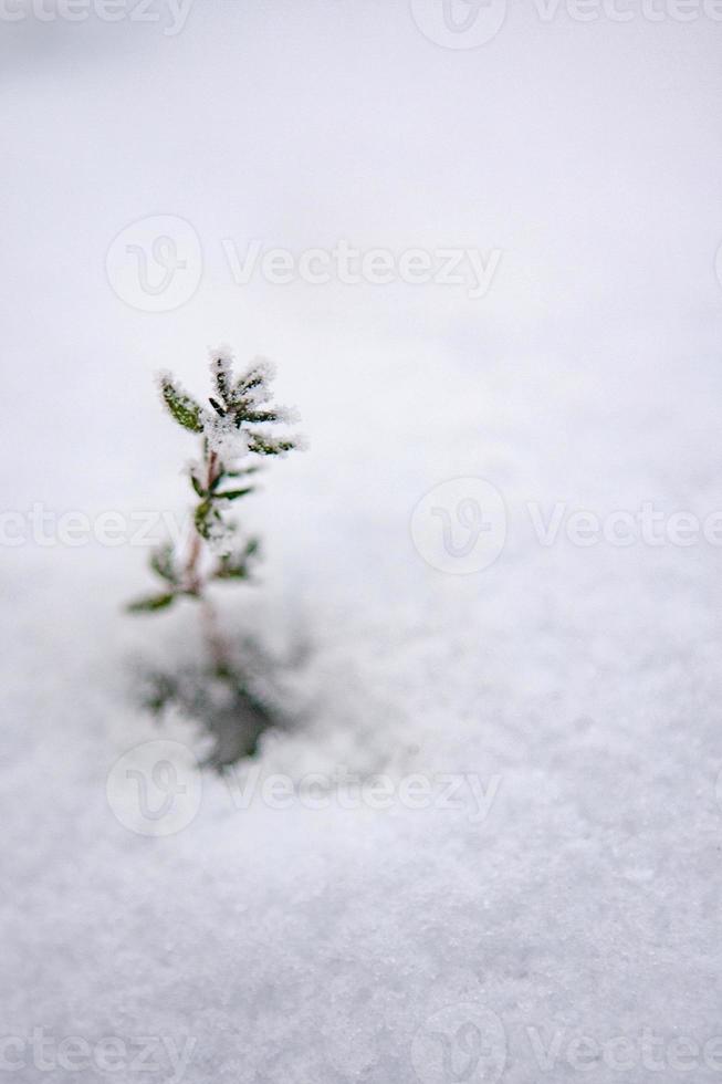 tomillo congelado asomando a través de la nieve foto