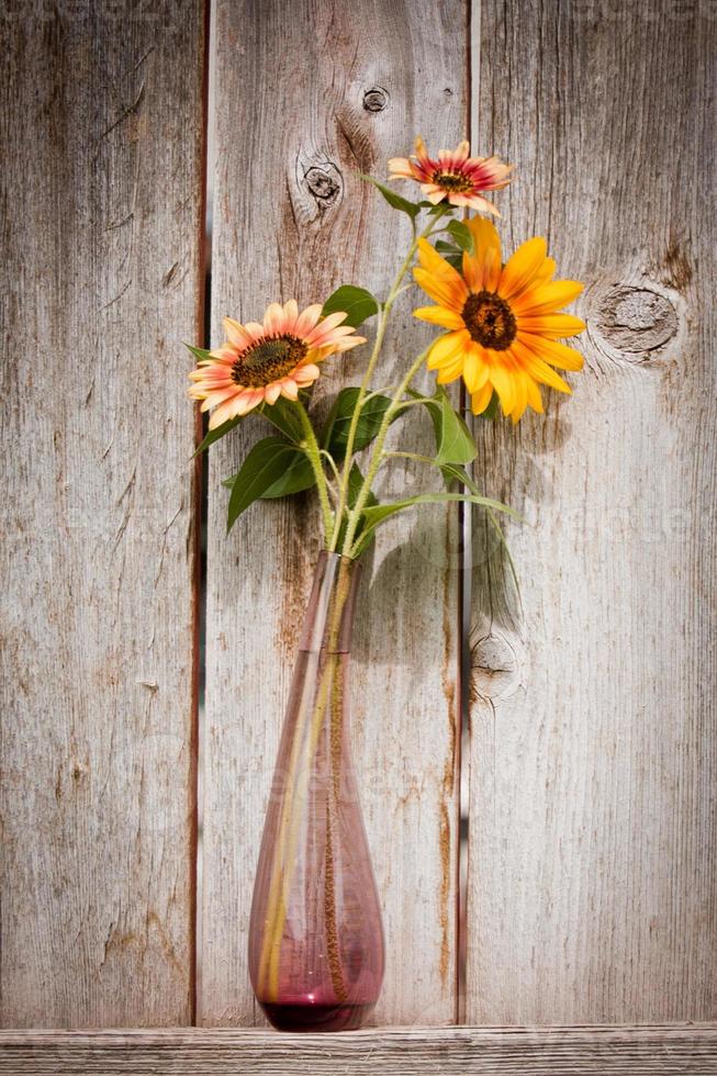sunflowers in vase photo