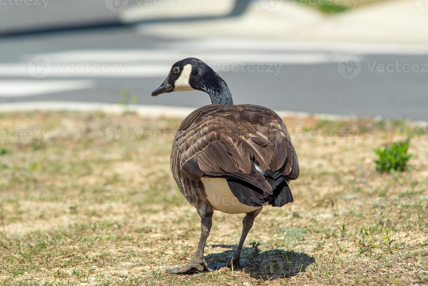 Ganso gris canadiense pastando en la naturaleza foto