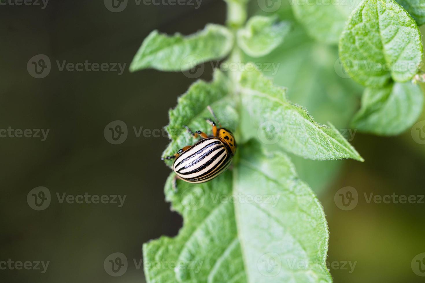 The colorado beetle destroys the leaves of potato plants photo