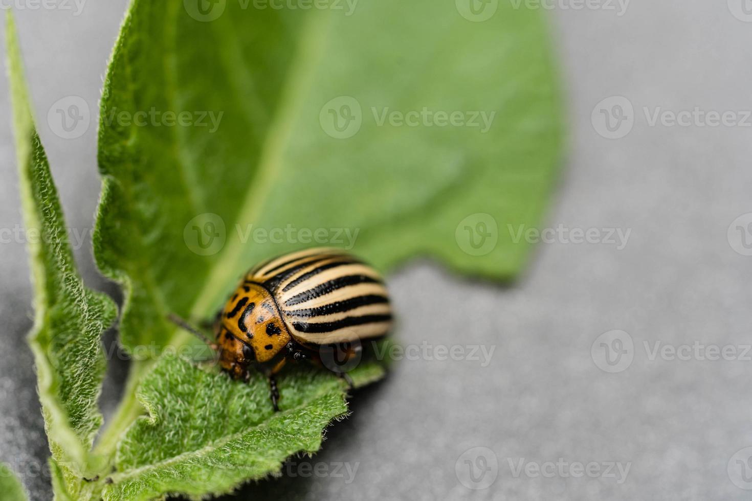The colorado beetle destroys the leaves of potato plants photo