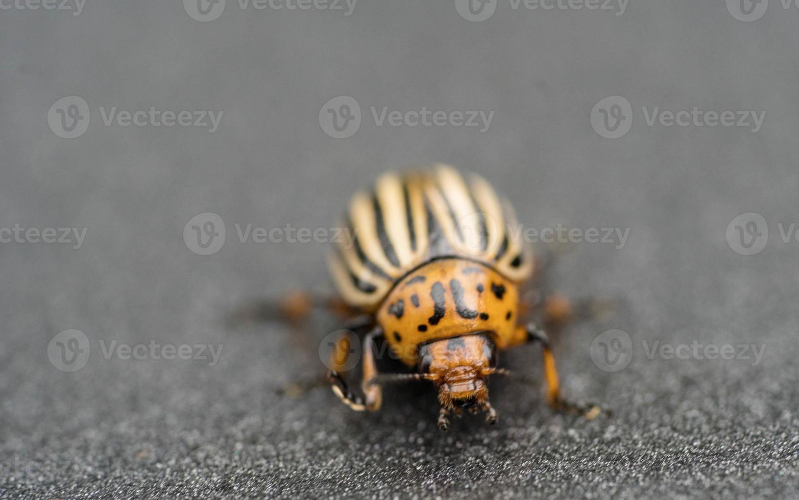 el escarabajo de colorado destruye las hojas de las plantas de papa foto