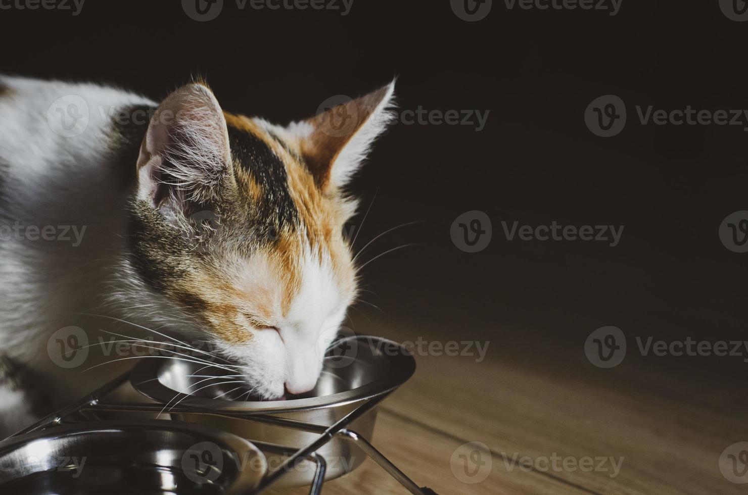 Hungry tricolor cat eats dry food photo