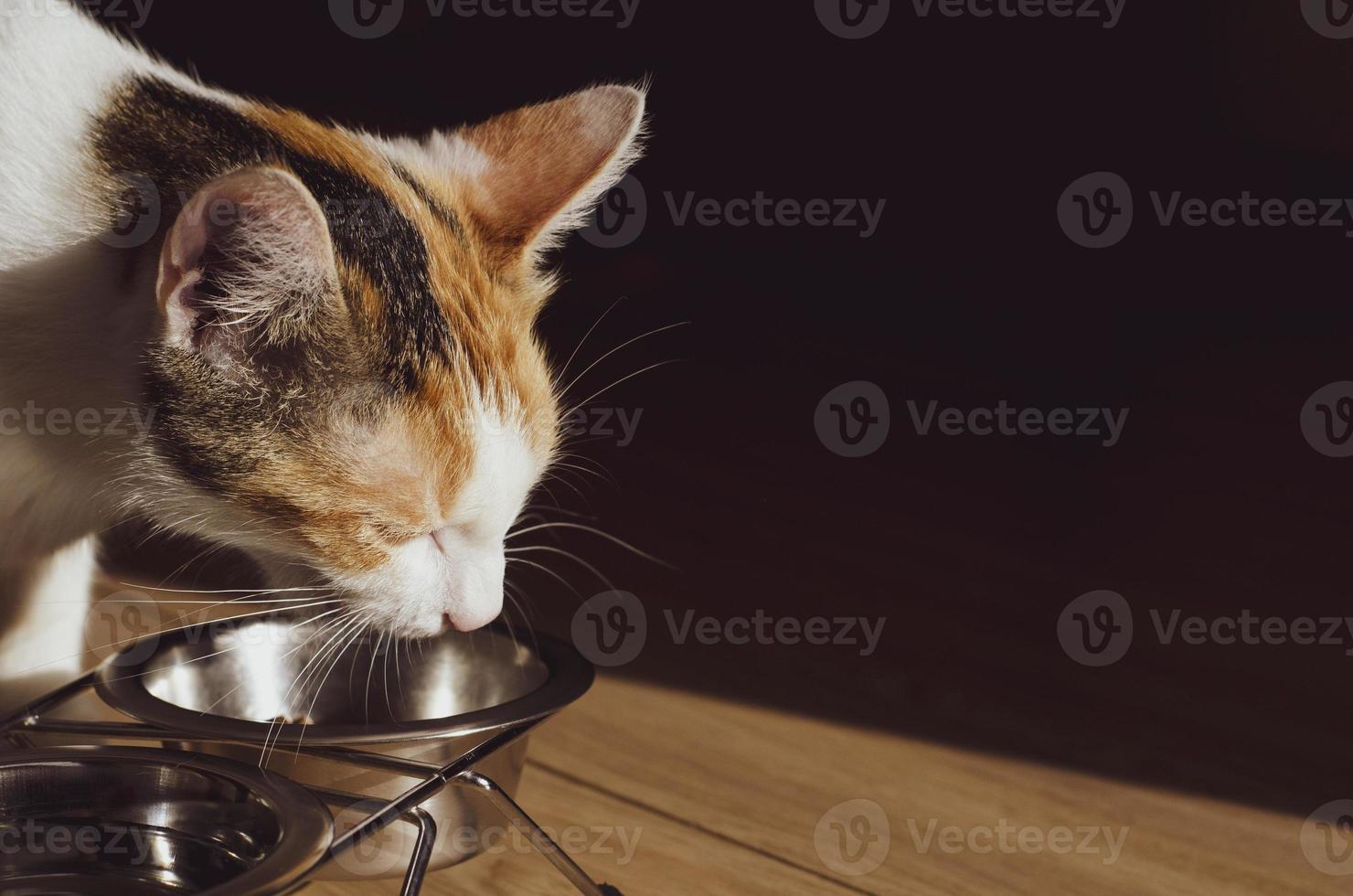 Hungry tricolor cat eats dry food photo