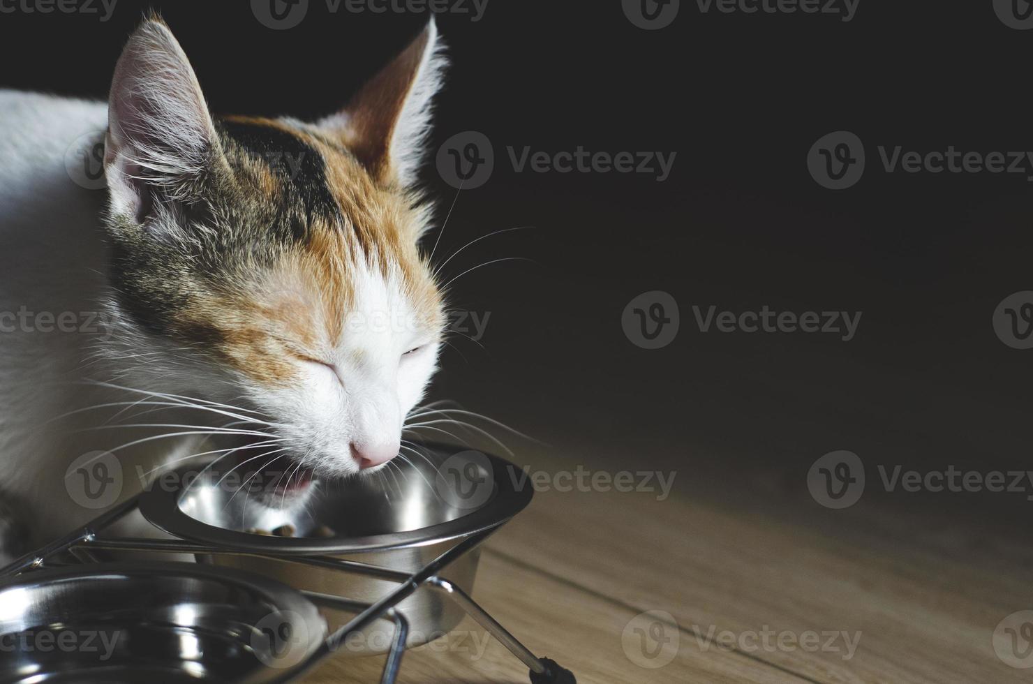 Hungry tricolor cat eats dry food photo