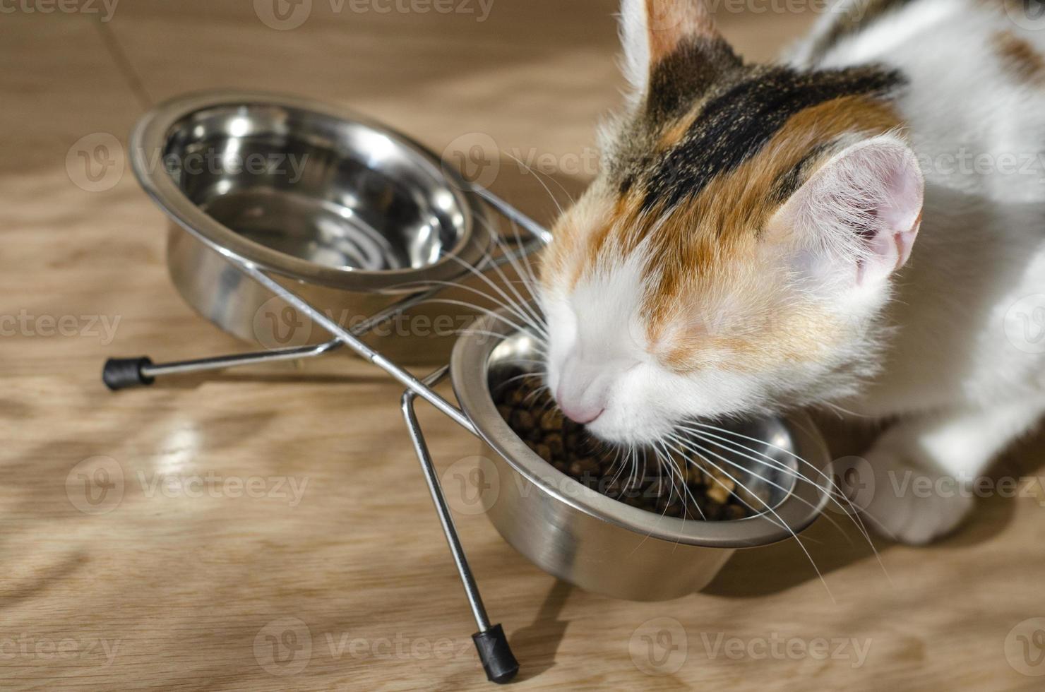 gato tricolor hambriento come comida seca foto
