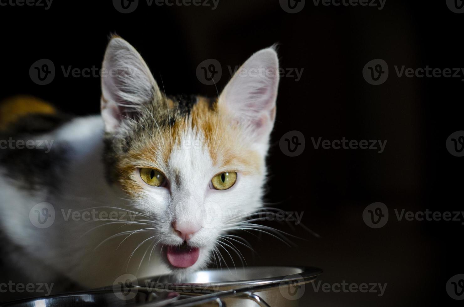 Hungry tricolor cat eats dry food photo