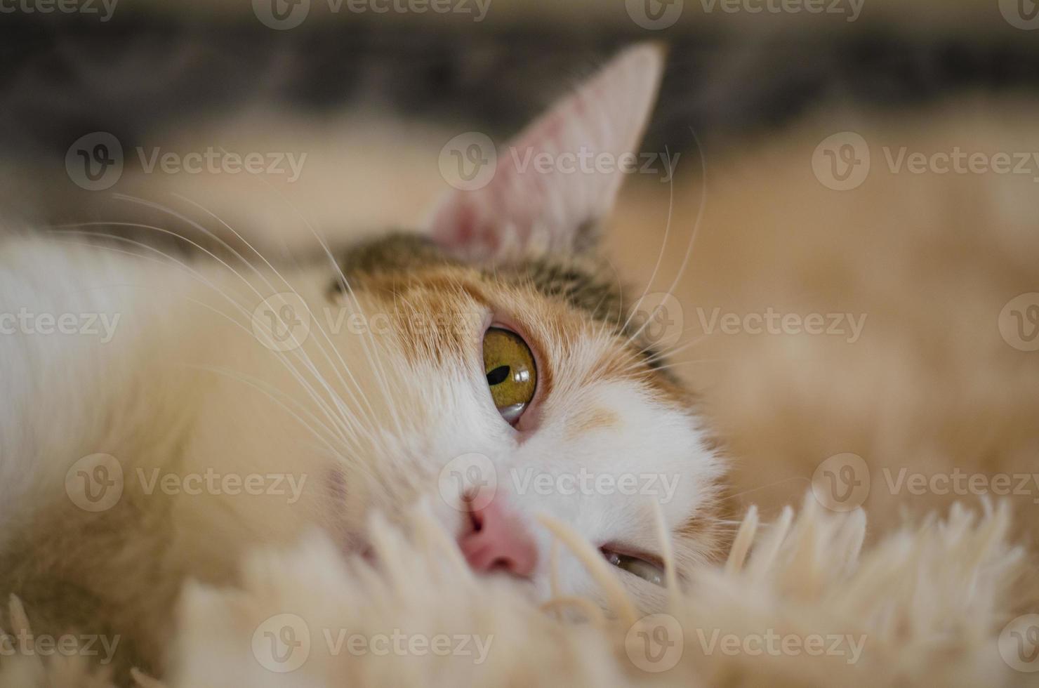 gato doméstico tricolor foto