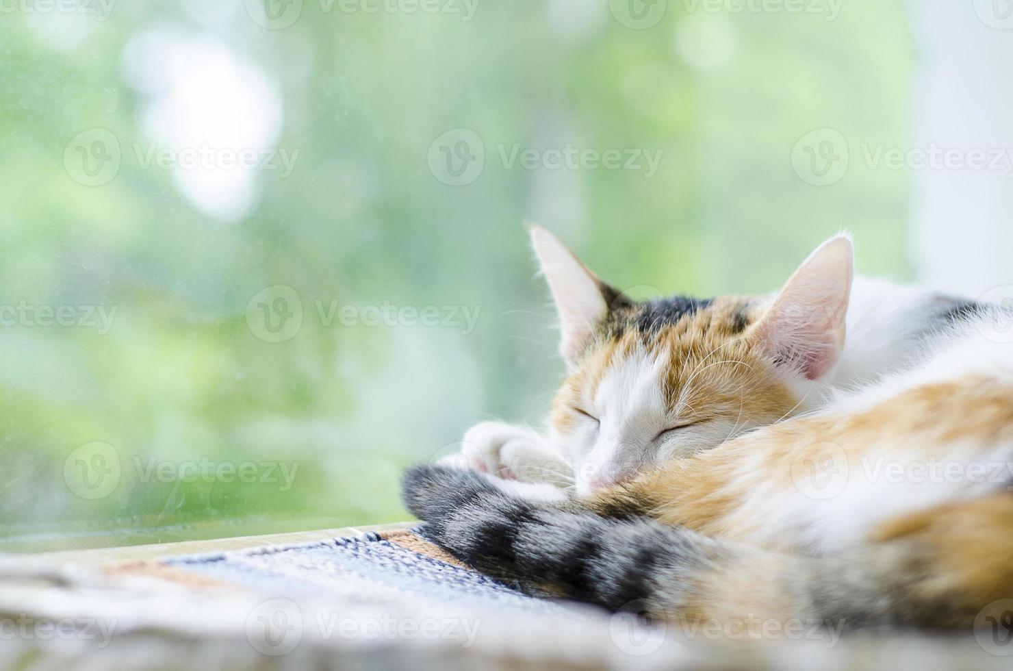 Tricolor cat sleeping near the window photo