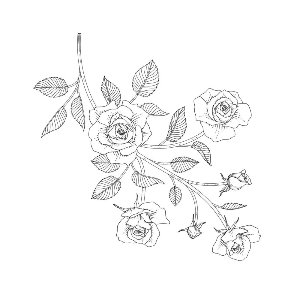 Hand drawn rose floral illustration. vector