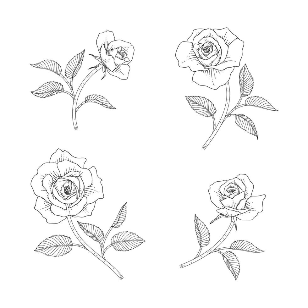 Hand drawn rose floral illustration. vector