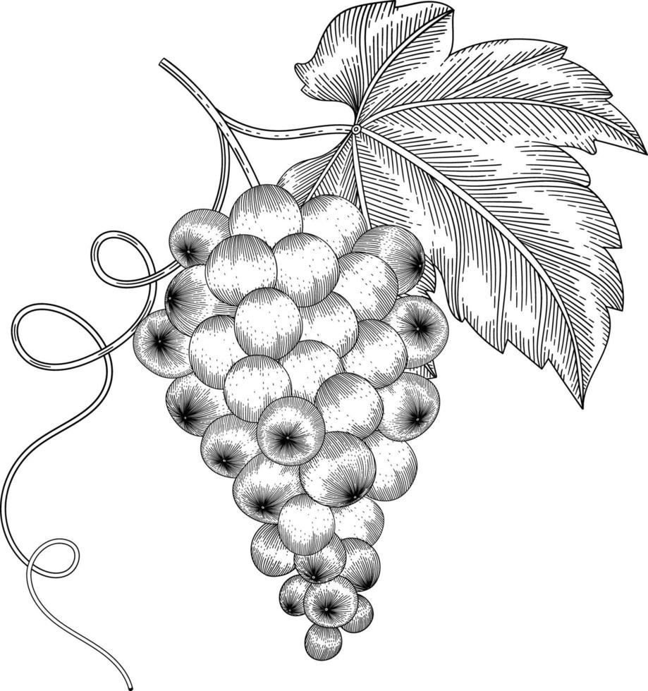 Ilustración de dibujado a mano de fruta de uva. vector