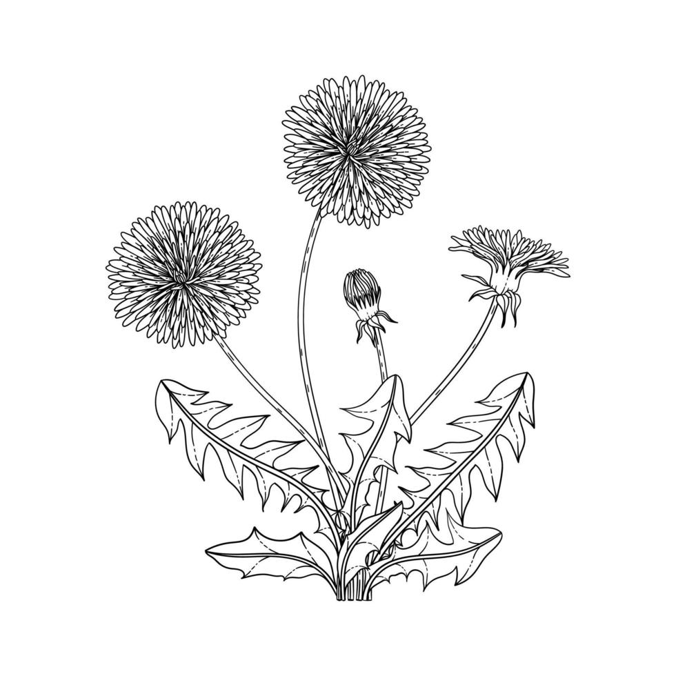 Dibujado a mano ilustración floral de diente de león. vector