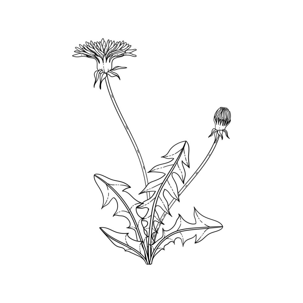 Hand drawn dandelion floral illustration. vector