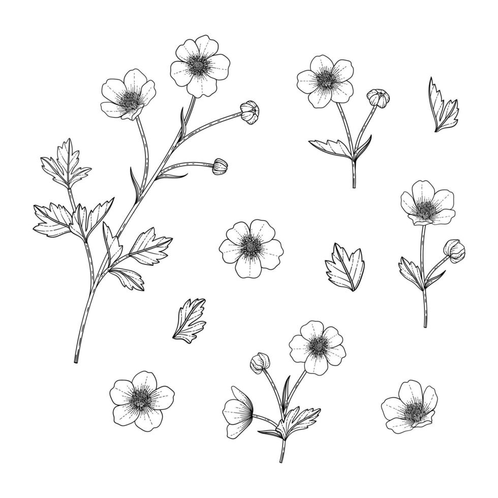 Hand drawn buttercup floral illustration. vector