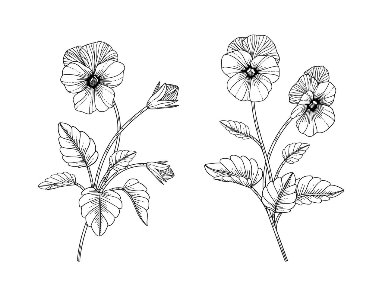 Hand drawn pansy floral illustration. vector