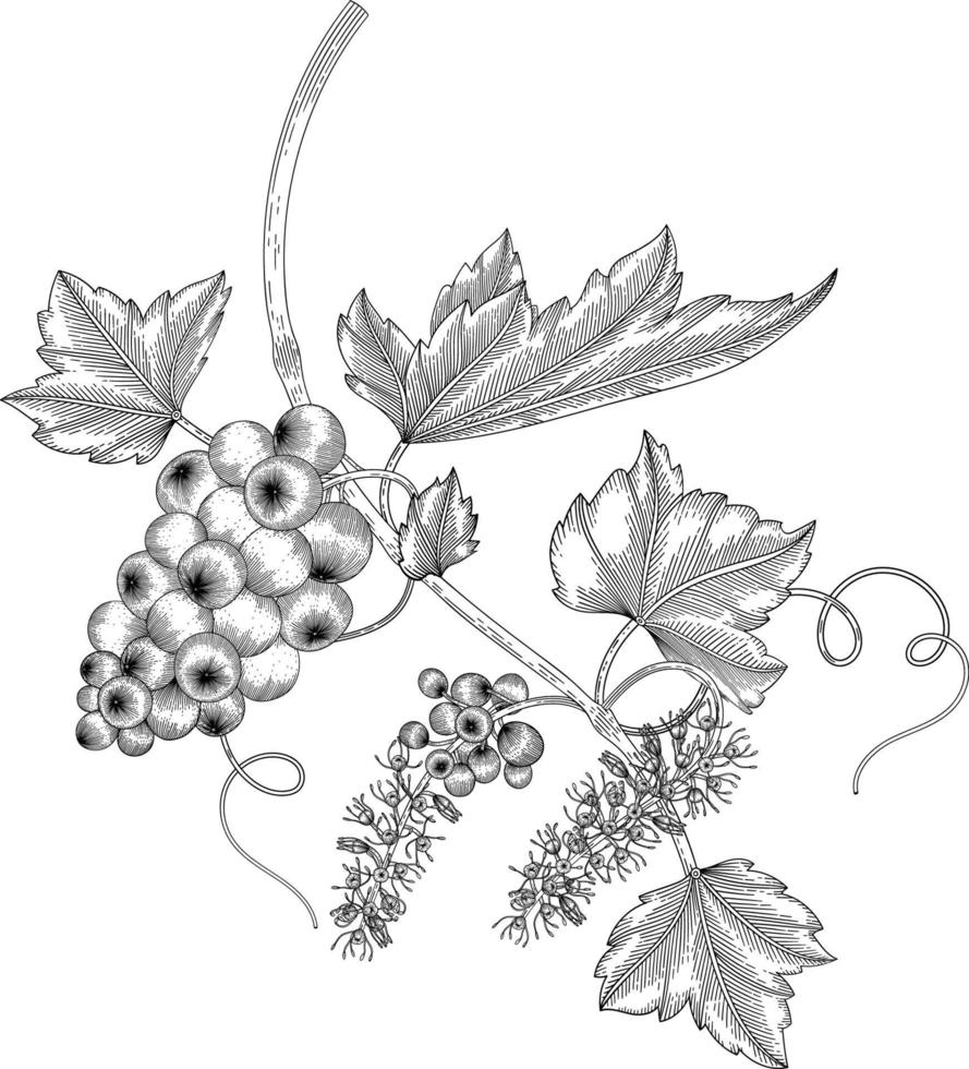 Ilustración de dibujado a mano de fruta de uva. vector